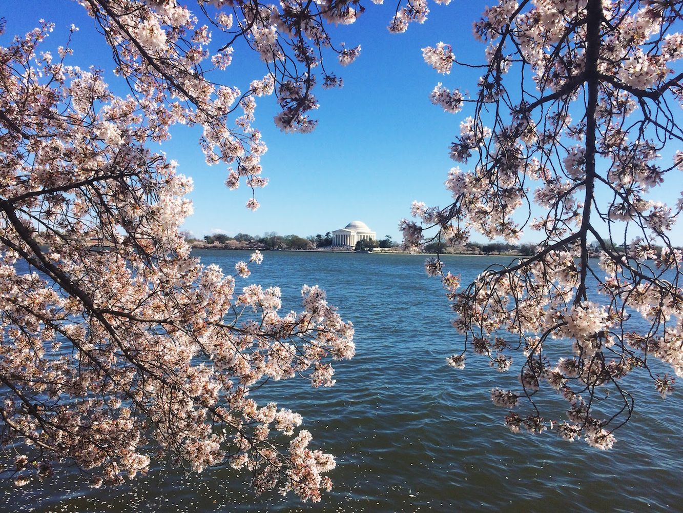 Cherry Blossom Festival of DC