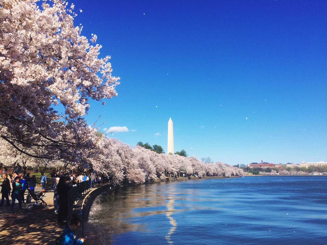 Cherry Blossom Festival DC