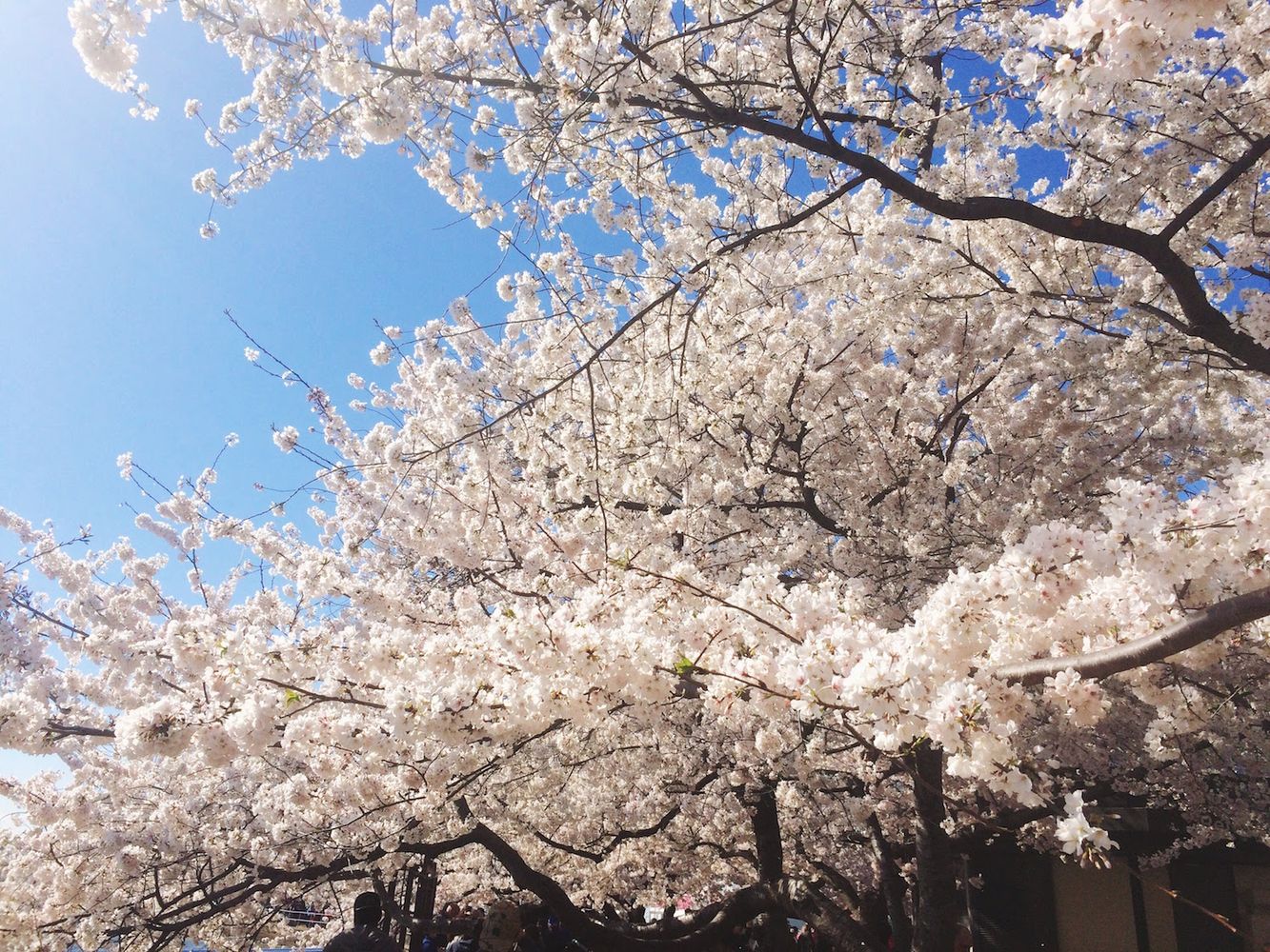 Cherry Blossom Festival DC