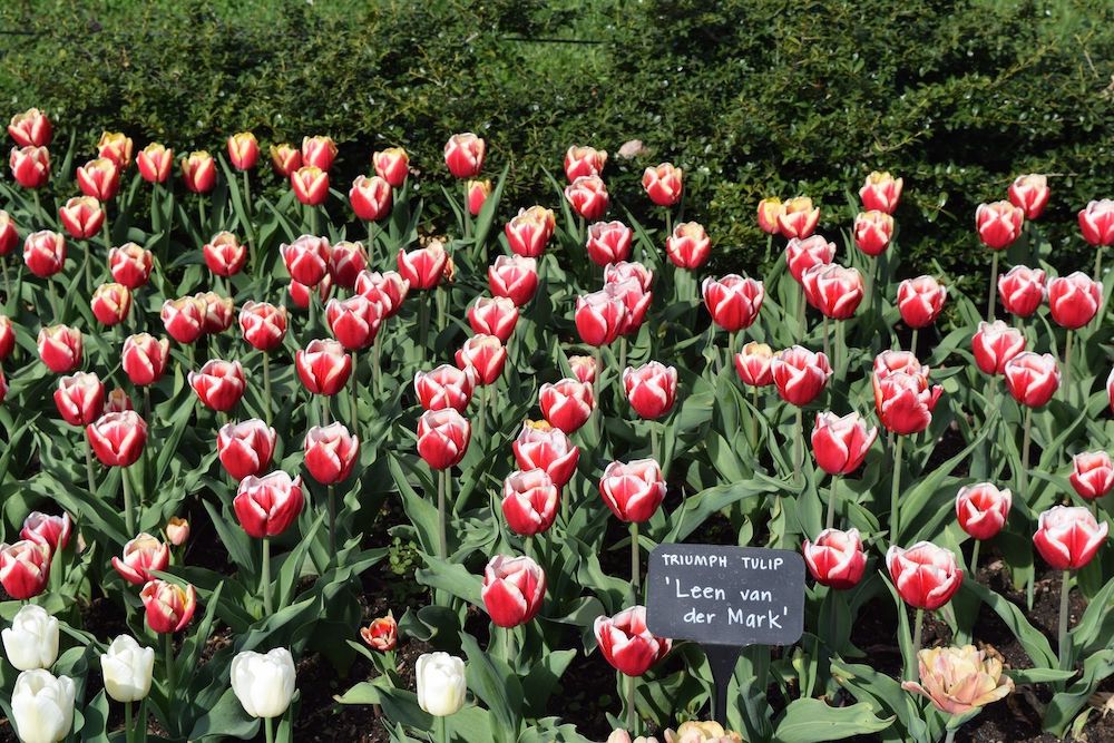 Brooklyn Botanic Garden Tulips