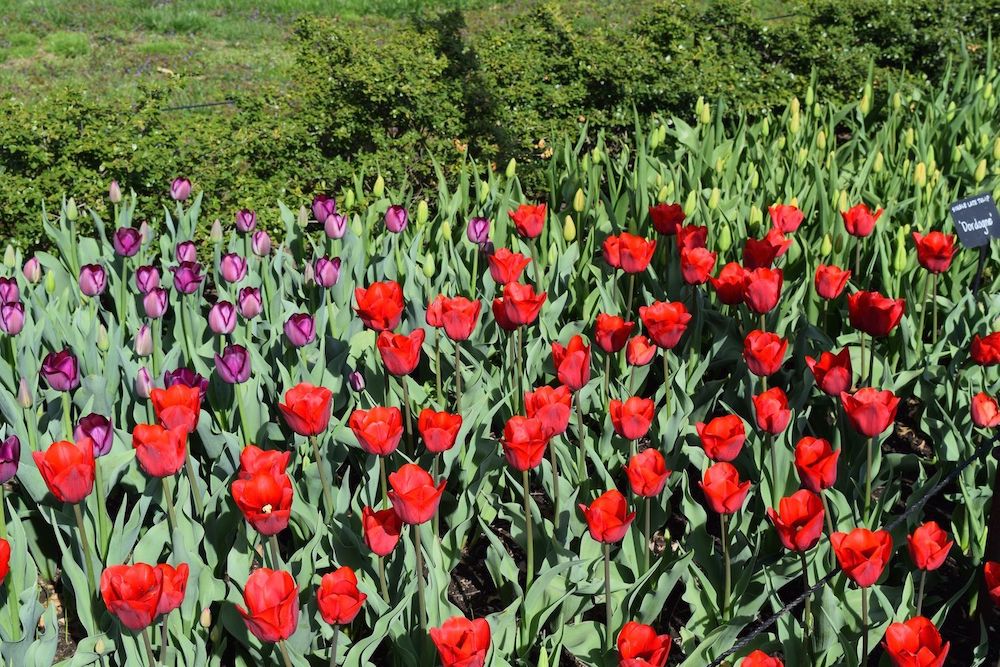 Brooklyn Botanic Red Tulips