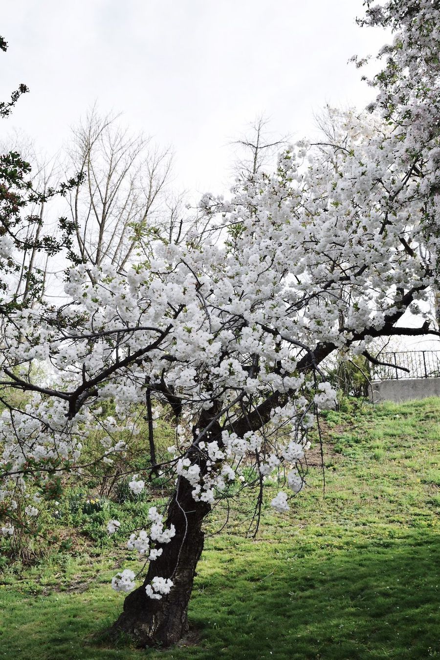 Brooklyn Botanic