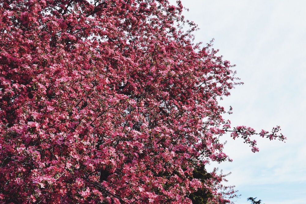 Brooklyn Botanic Cherry Blossom