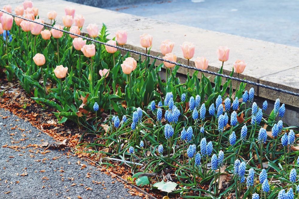 Brooklyn Botanic Garden