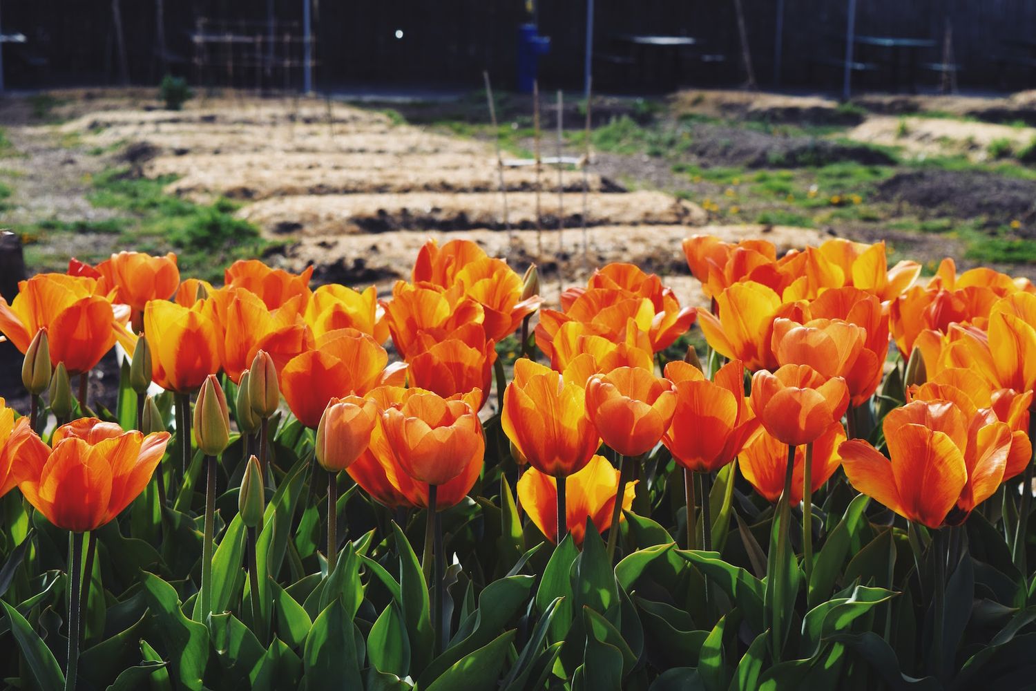 Brooklyn Botanic Garden Orange Tulips