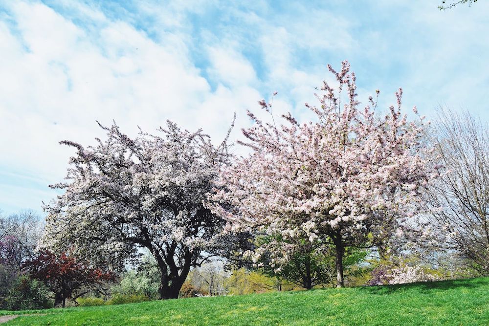Brooklyn Botanic Cherry Blossoms