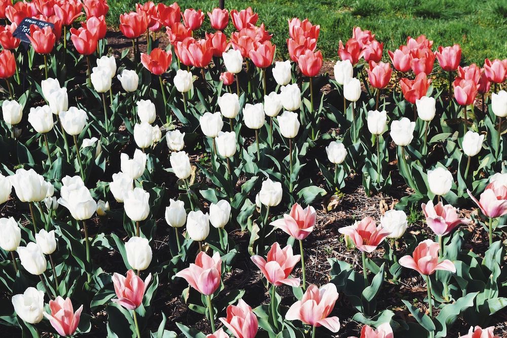Brooklyn Botanic Tulips