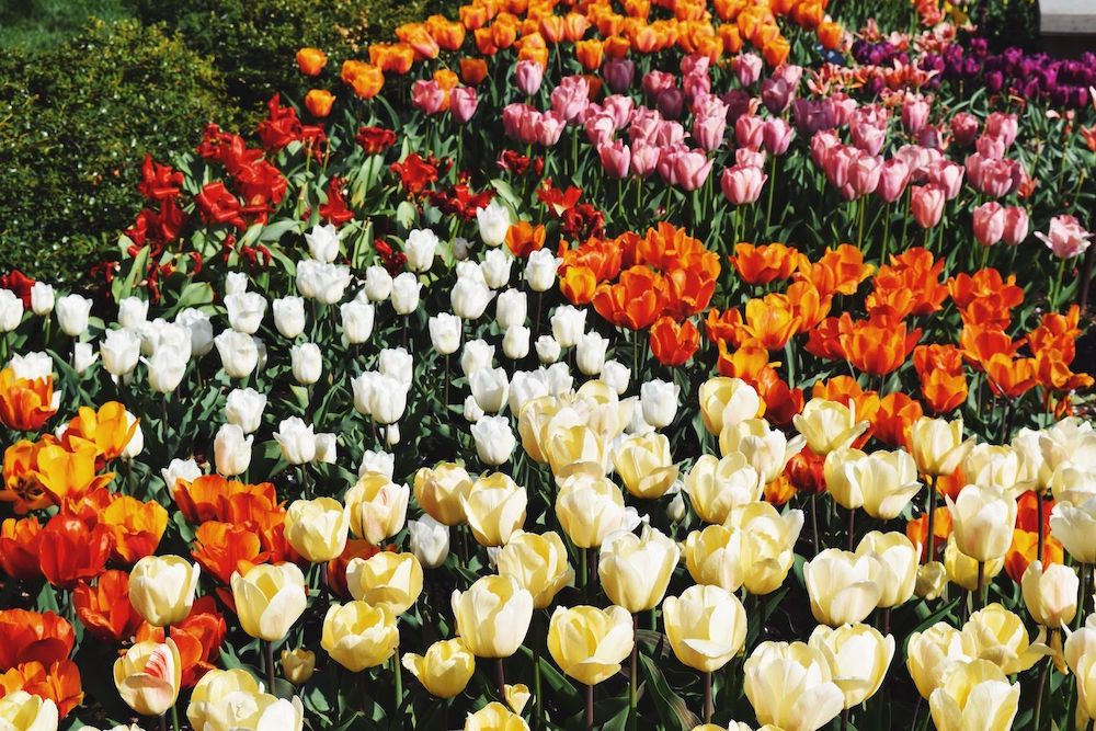 Brooklyn Botanic Tulips