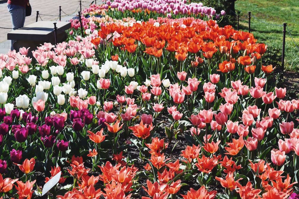 Brooklyn Botanic Tulips