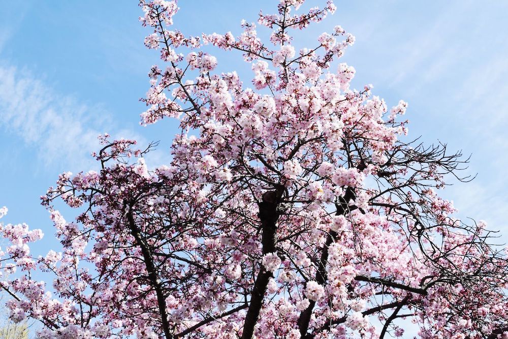 Brooklyn Botanic Cherry Blossoms