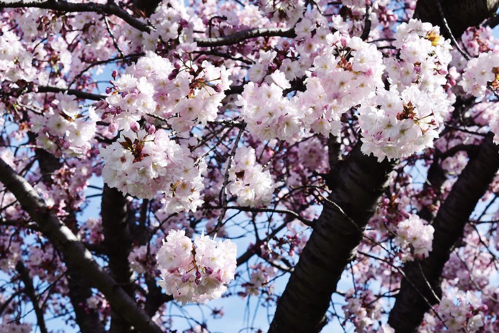 Brooklyn Botanic Cherry Blossoms