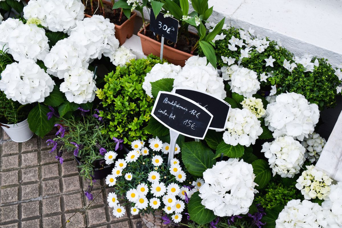 Hortensias de Biarritz