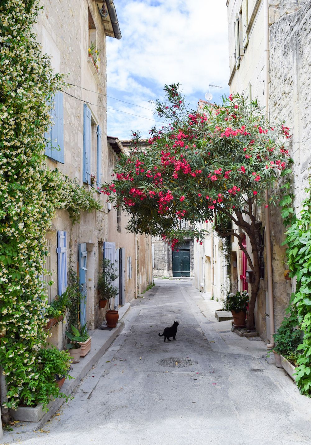 Arles cats