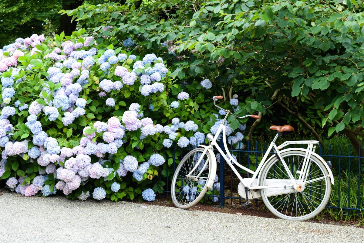 Paleistuin Garden, The Hague