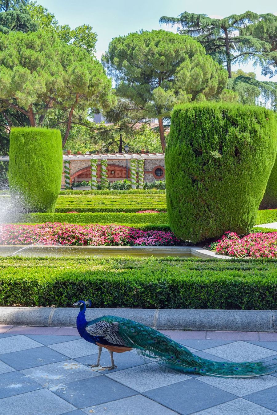 Peacocks in Madrid!