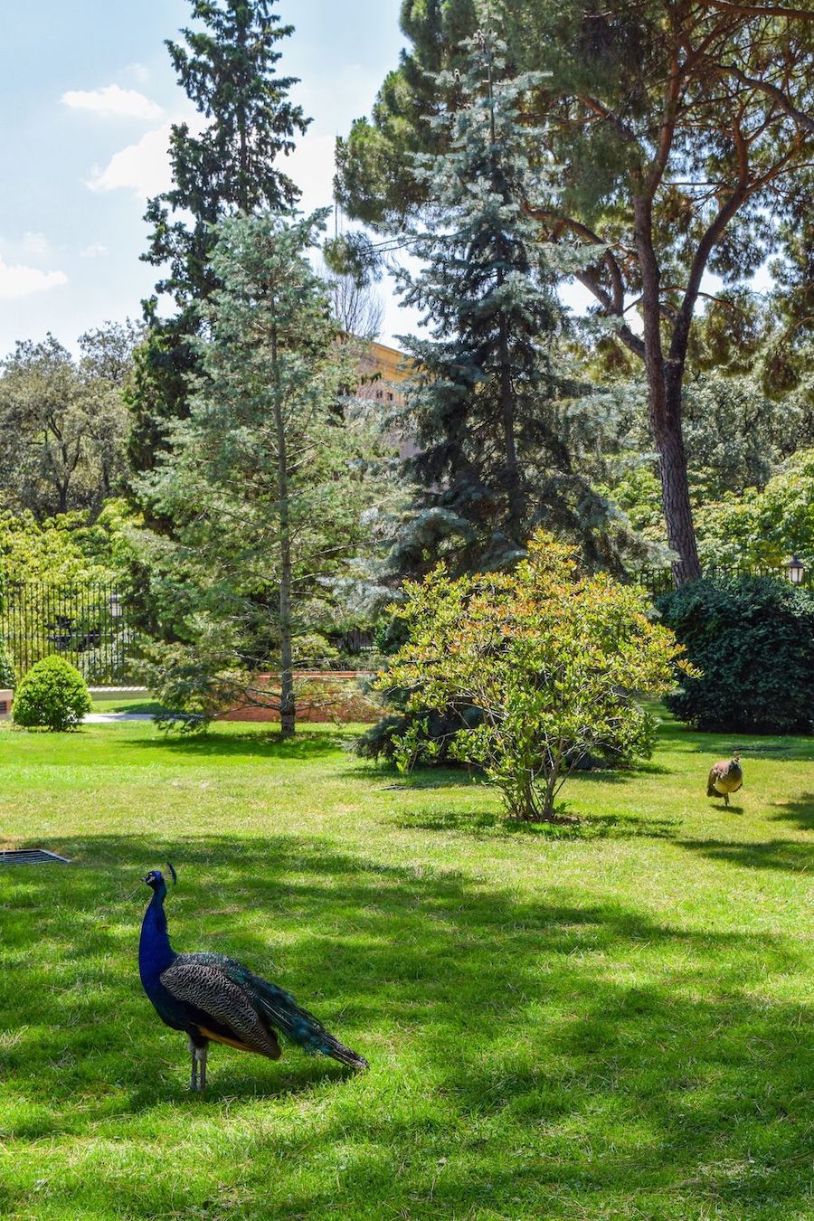 Peacocks in Madrid!