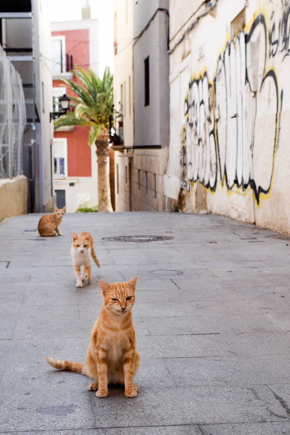 Santa Cruz Alicante Cats