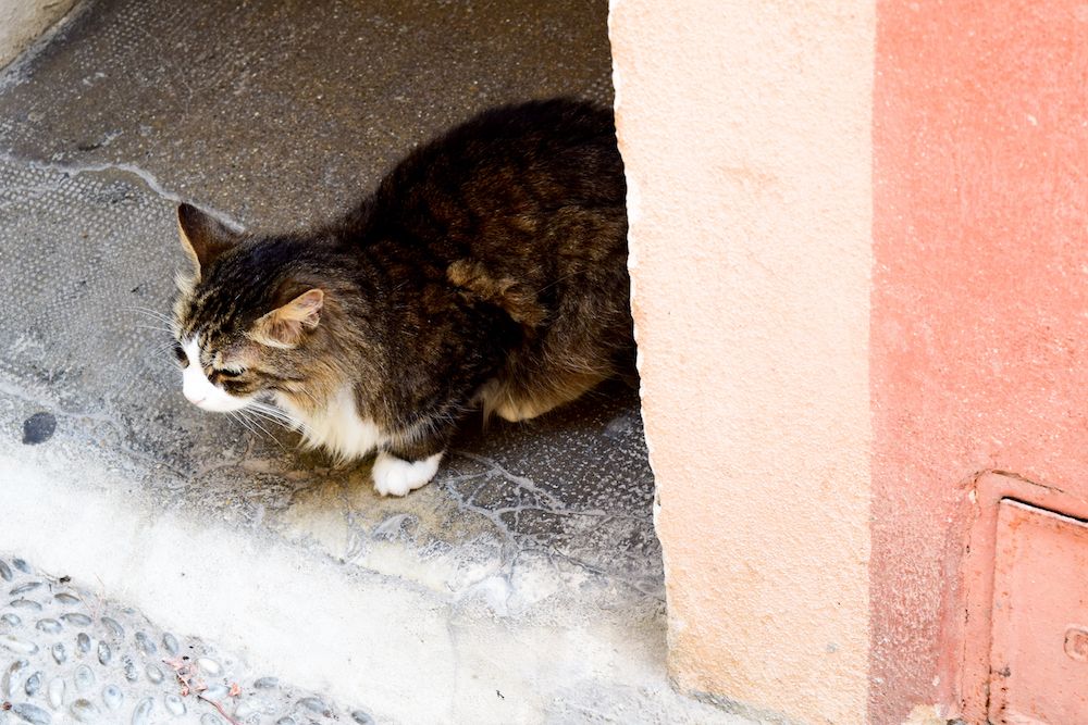 Cat in Menton, France