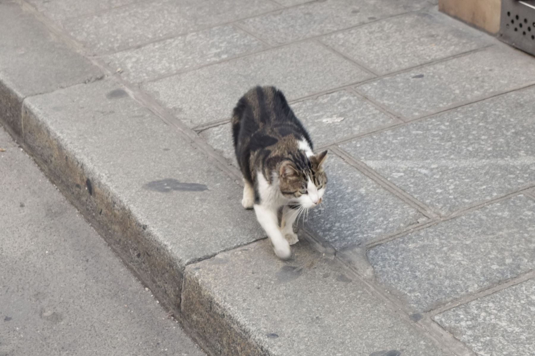 Cat on Île Saint-Louis, Paris