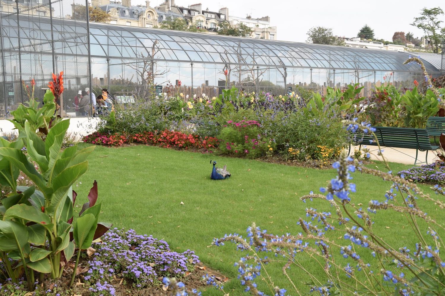 Peacock in Jardin D'Acclimatation, Paris