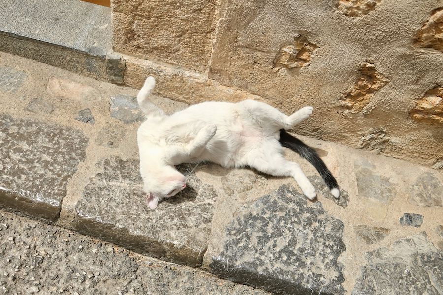 Soller Mallorca Spain cat