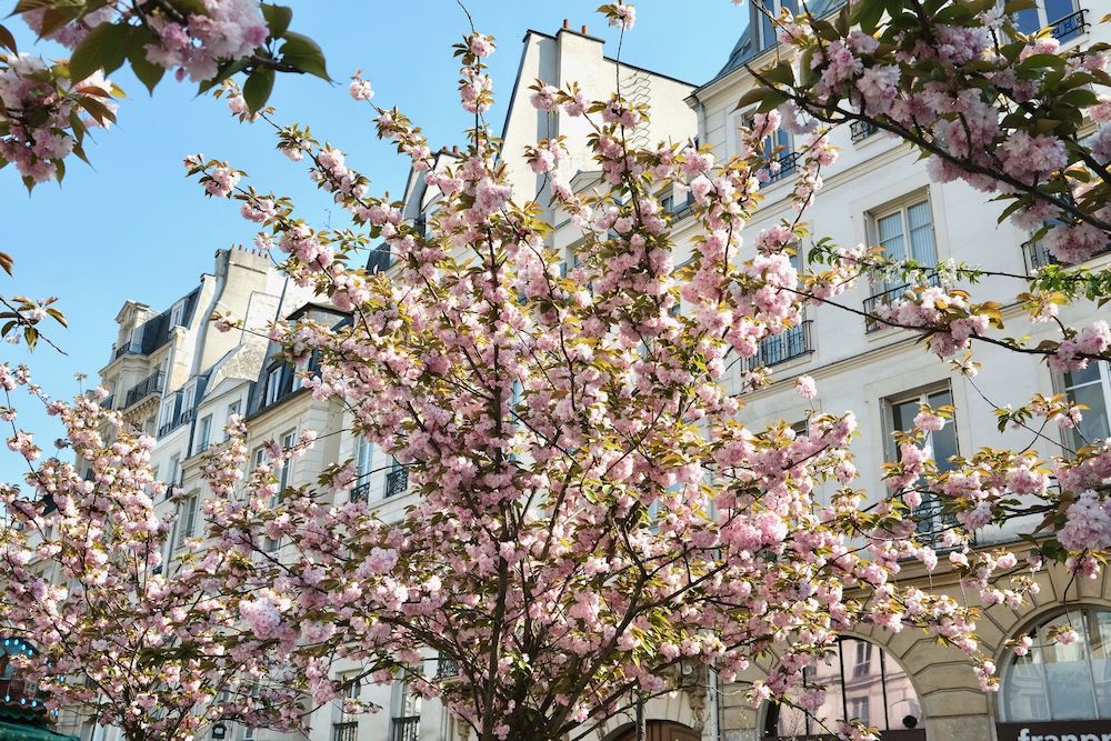 Cherry Blossoms Marais Paris_DSCF0986