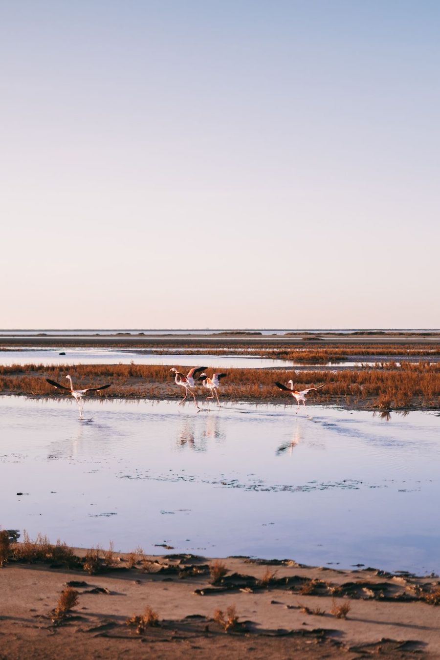 Things to Do in the South of France Camargue marsh france Thomas de LUZE