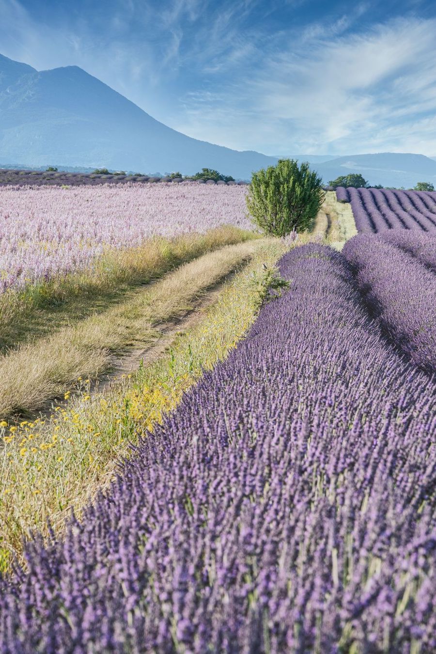 Things to Do in the South of France Lavender fields france summer Thomas Despeyroux