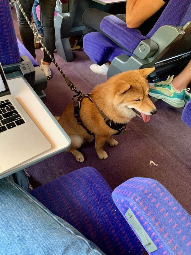 Are Dogs Allowed on Trains in France?