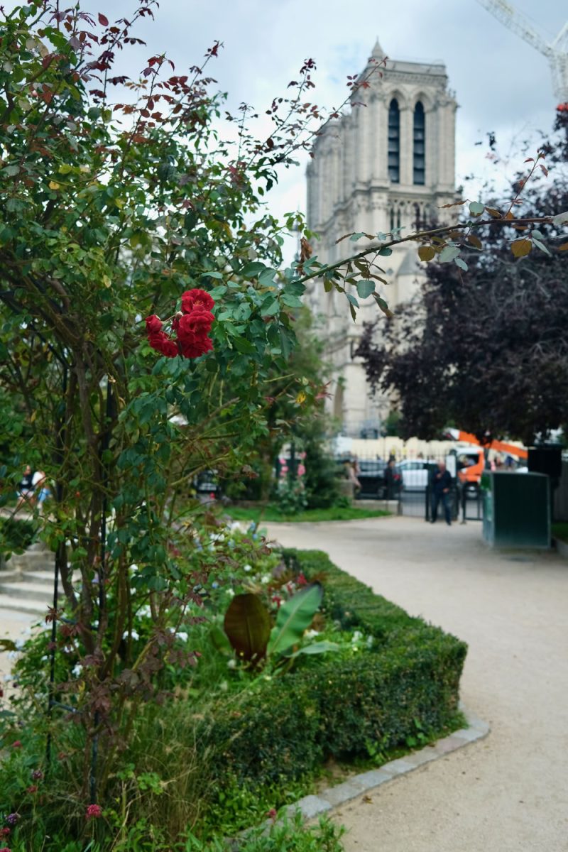 Square René Viviani: a small park near the Notre Dame in Paris